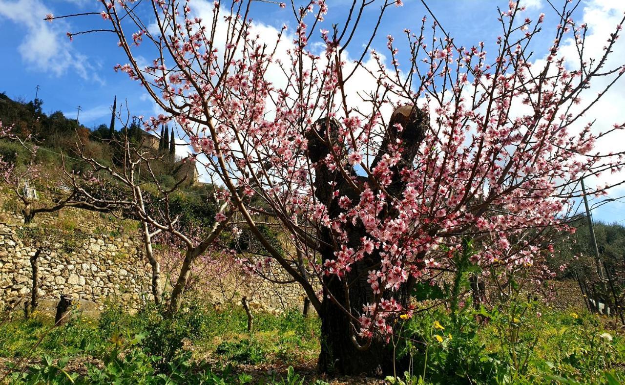 פינאלה ליגורה Agriturismo Alveare מראה חיצוני תמונה