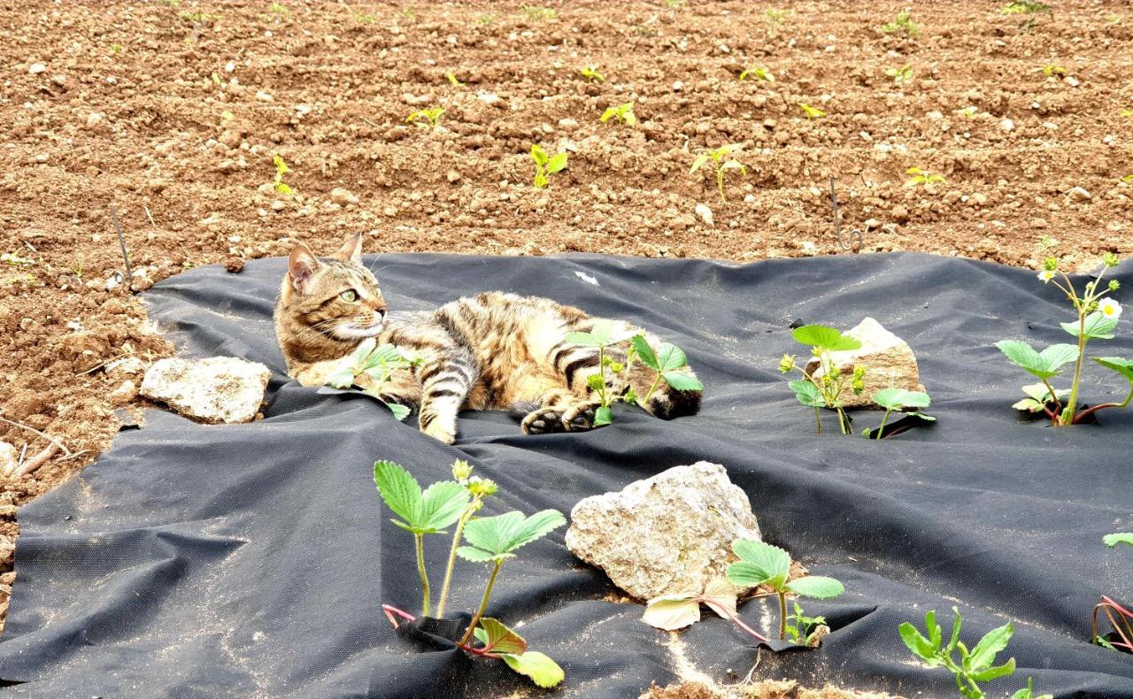 פינאלה ליגורה Agriturismo Alveare מראה חיצוני תמונה